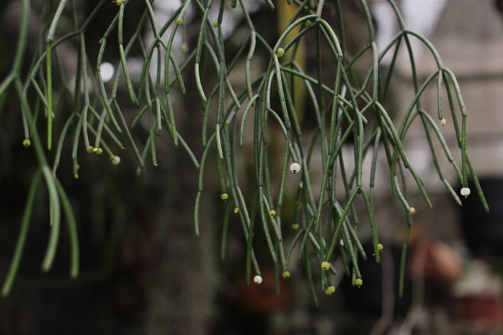 Rhipsalis Teres